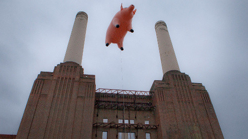 flying-pig