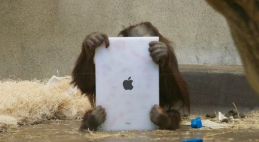 orangutan-with-ipad