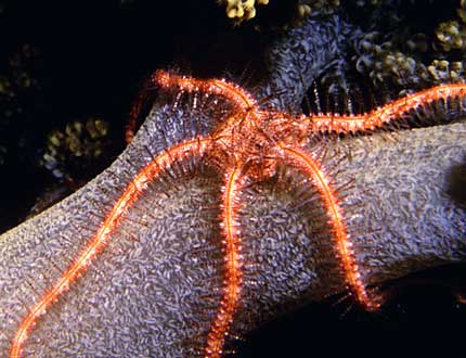 brittlestar-clr
