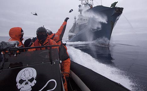 sea-shepherd-cut-japanese-catch