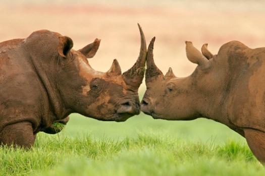 two-rhinos