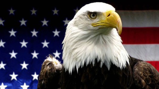 american-bald-eagle